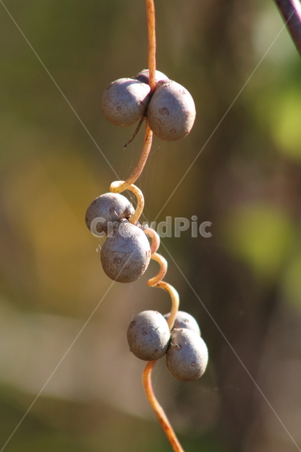 마,참마,열매,종자,chineseyam,식물,자연,plants,nature,과일,열매,fruit