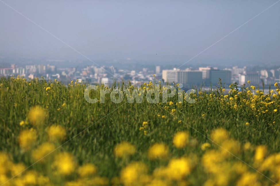 spring flowers,yellow flower,jeju island,rape flower,Seowoobong