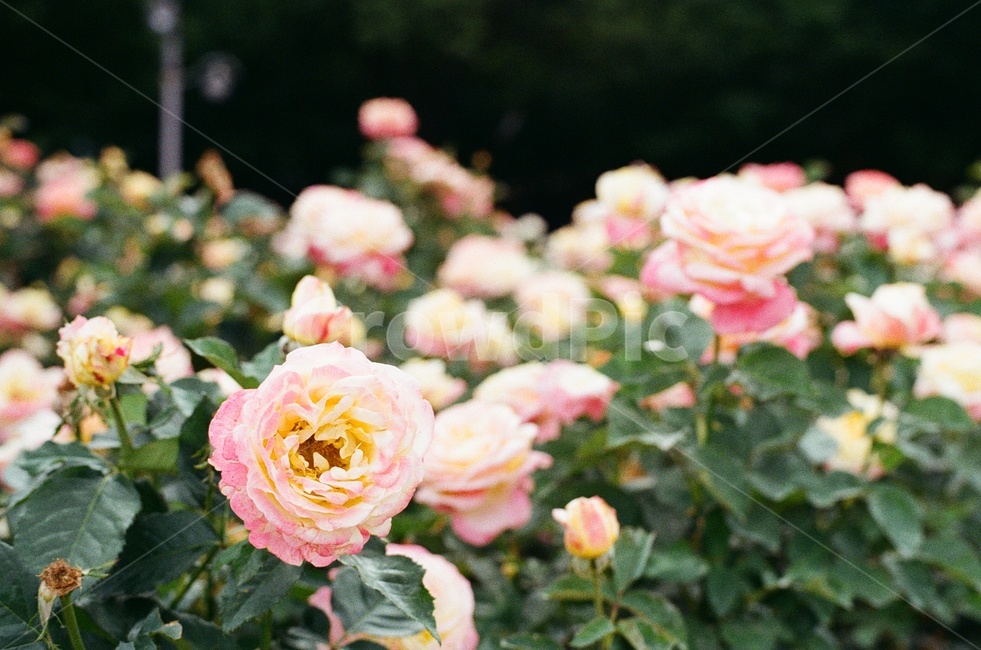 장미,꽃,필름사진,분홍장미,rose,pinkrose,flower,filmphotography,필름,감성사진,필름카메라,film,filmcamera,무보정,분홍,노랑,pink,yellow,봄,spring,roses,봄꽃,springflower,식물,자연,plants,nature,꽃,flower