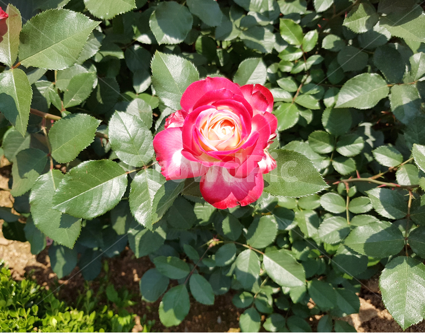 장미,꽃,봄,5월,예쁜꽃,식물,자연,plants,nature,꽃,flower