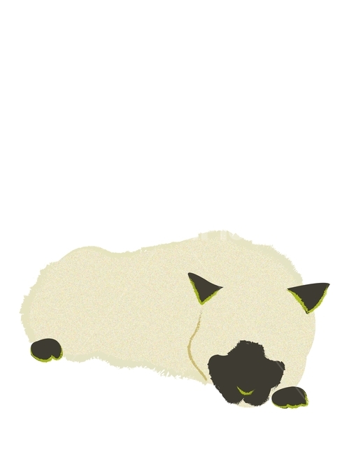 cat,Siamese,illustration,cat illustration