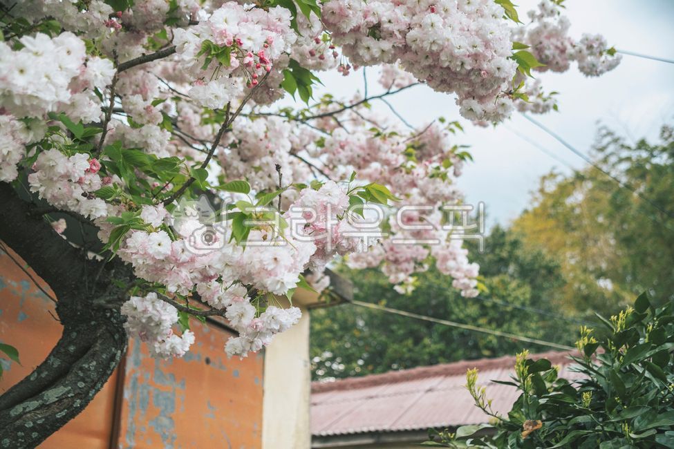 봄,계절,봄꽃,벚꽃,겹벚꽃,지붕,시골집,시즌,초록,나무,벚나무,plant,식물,flower,blossom,꽃,outdoors,옥외,nature,자연,building,건물,cherryblossom