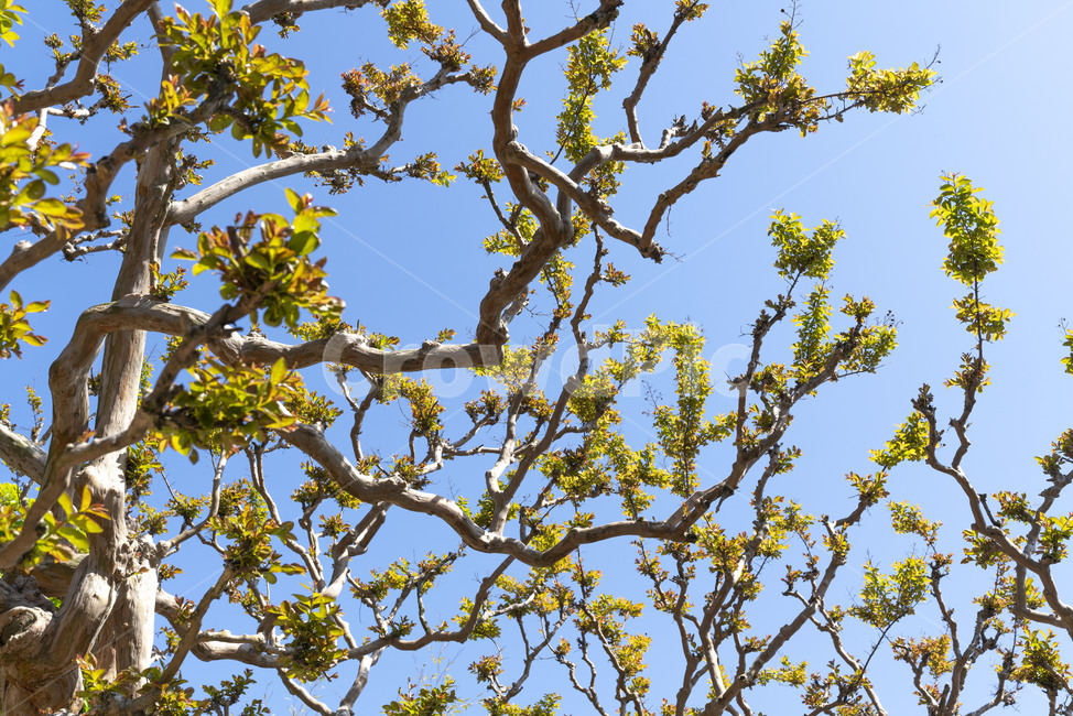 나무,나뭇가지,초록,봄,새순,tree,대비,contrast,자연,풍경,nature,landscape,식물,plants,나무,trees,wood