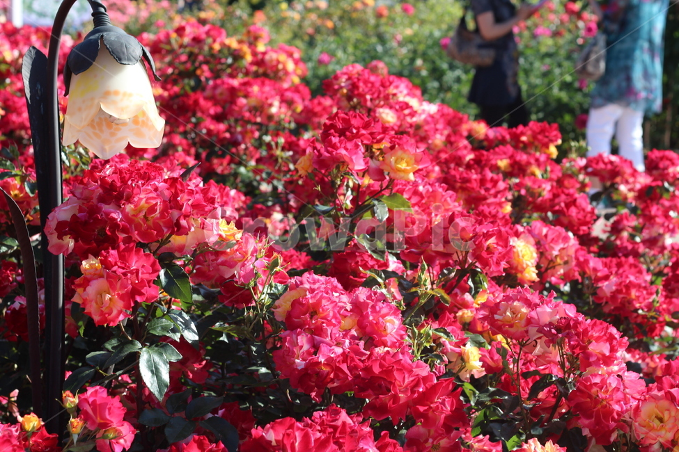 장미축제,장미꽃,장미,꽃,rose,flower,plant,beautiful,식물,식물,자연,plants,nature,꽃,flower
