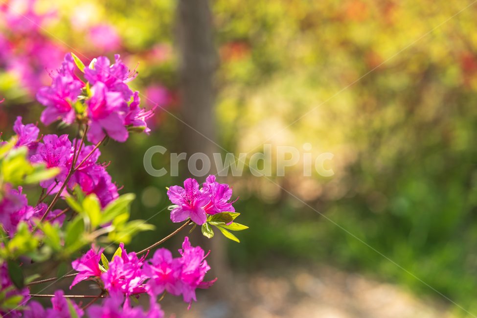 철쭉,꽃,봄꽃,봄,자연,flower,spring,식물,자연,plants,nature,꽃,flower