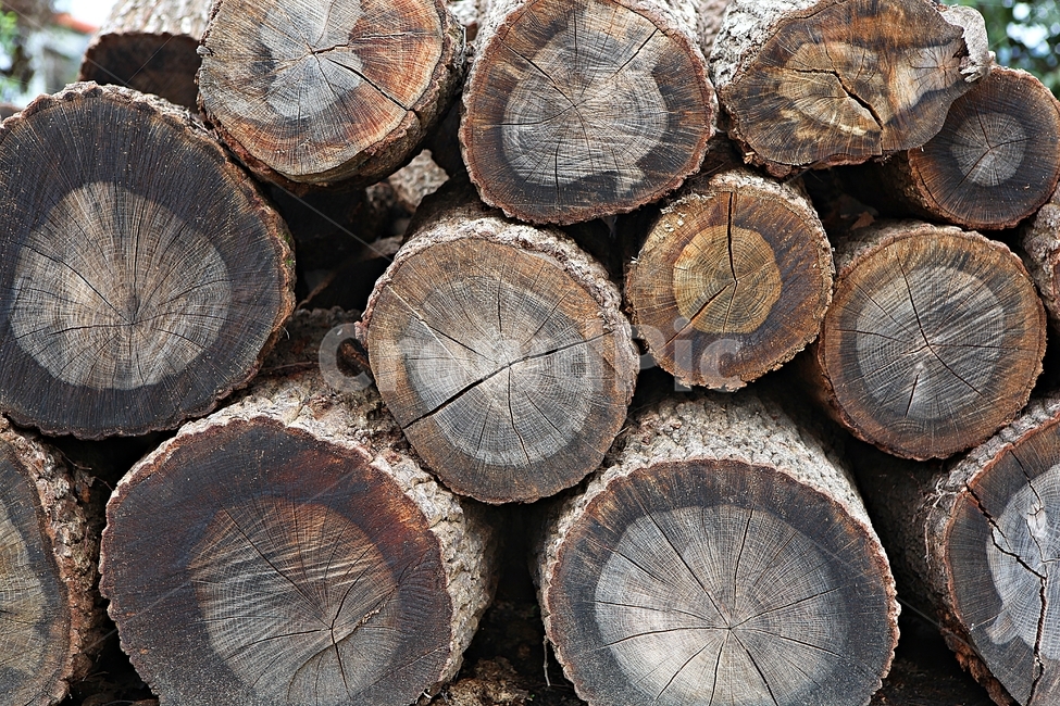 장작,통나무,나무,참나무,나이테,므늬,모양,나무,trees,wood