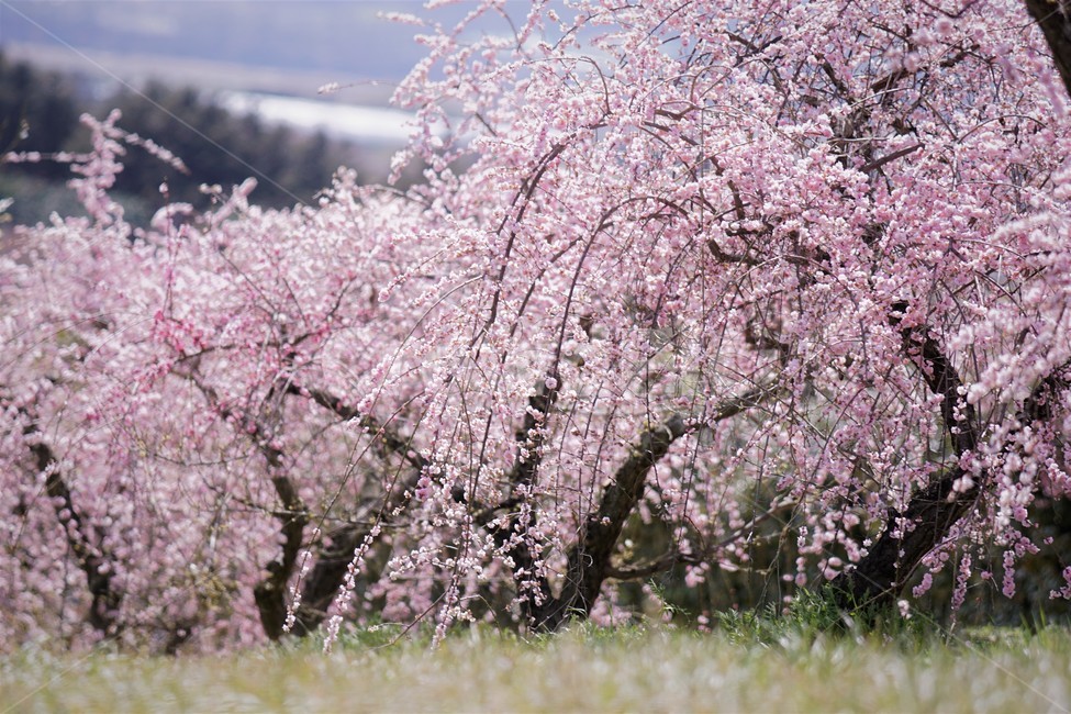 봄,꽃,매화꽃,자연,식물,나무,핑크,따뜻함,풍경,계절,nature,spring,season,tree,pink,flower,봄,계절,spring,season,자연,풍경,nature,landscape,plant,blossom,cherry blossom,벚꽃