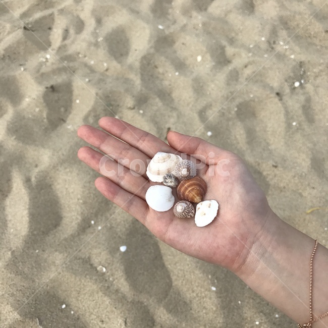 바다,beach,조개,shellfish,해변,sea,손바닥,hand,소라,조개껍질,은은한,모래,자갈,모래사장,바닷가,해변,바다,beach,sea,사람,인물,인간,human,person,신체일부,몸,body