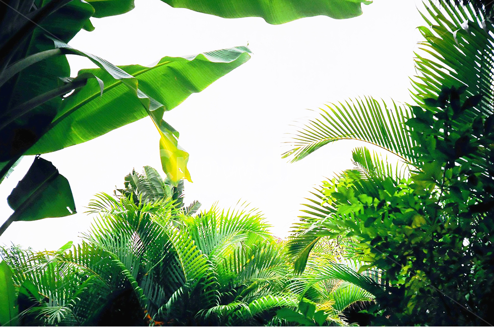 nature,rainforest,자연,열대우림,밀림,jungle,plant,식물,식물,자연,plants,nature