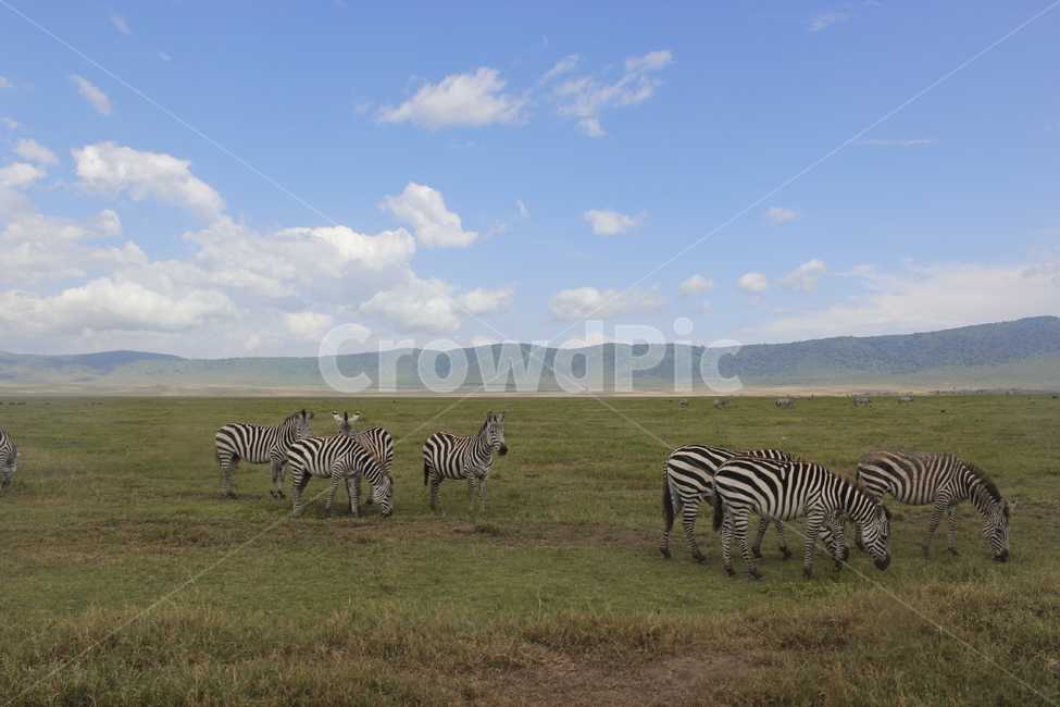 들,자연,목초지,얼룩말,동물,대초원,mammal,animal,zebra,세렝게티,초원,아프리카,포유류,mammal