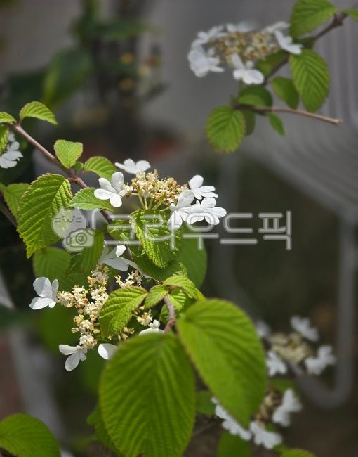수구화나무,흰색,나무,설구화,봄,꽃,휴식,깨끗한