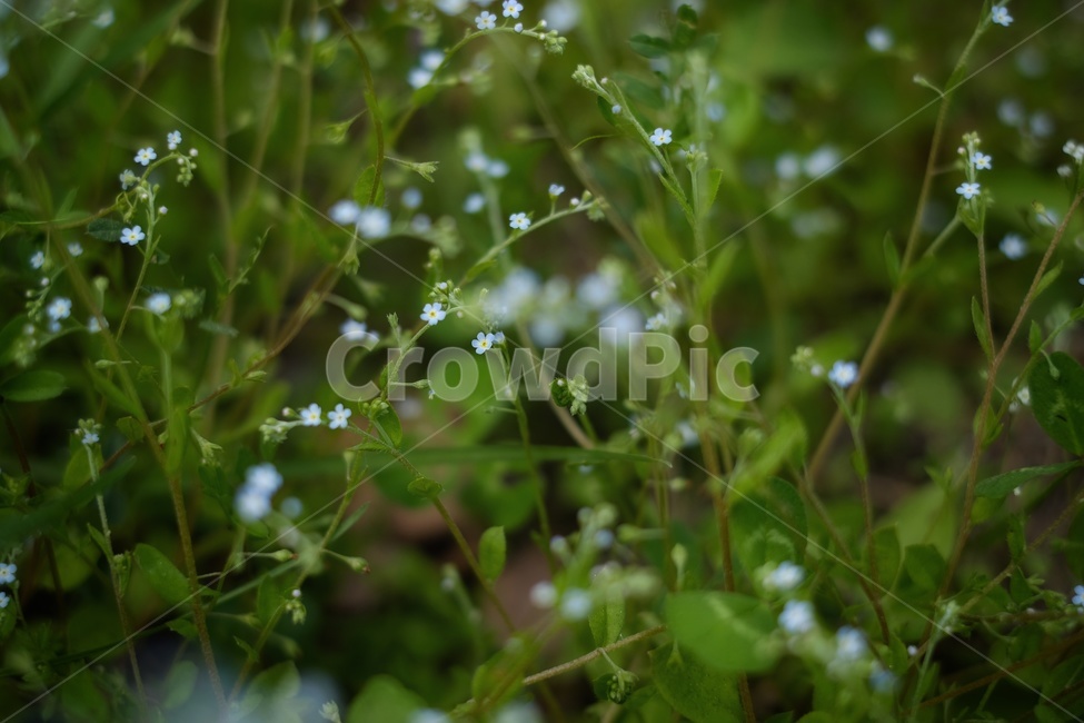 하늘색,야생화,들꽃,풀숲,들풀,식물,자연,plants,nature,꽃,flower