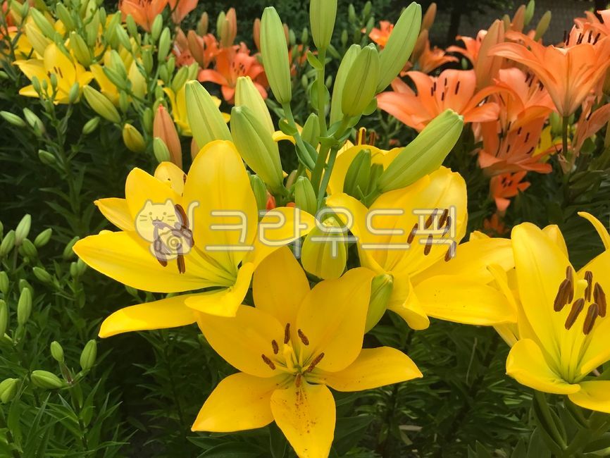 꽃,백합,꽃밭,화려함,향기,자연