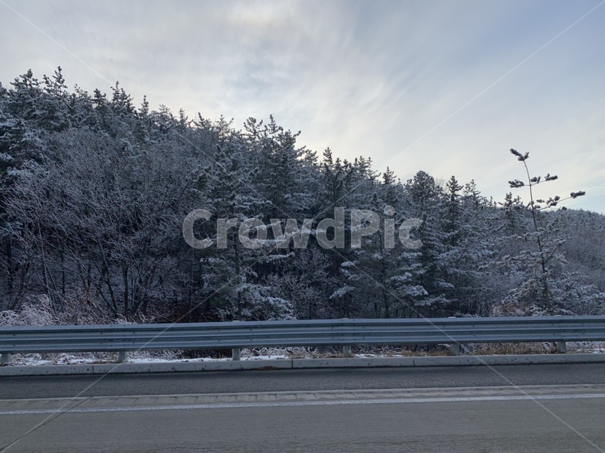 도로,눈,한방눈,소나무,겨울,겨울,계절,winter,season,자연,풍경,nature,landscape,outdoors,옥외