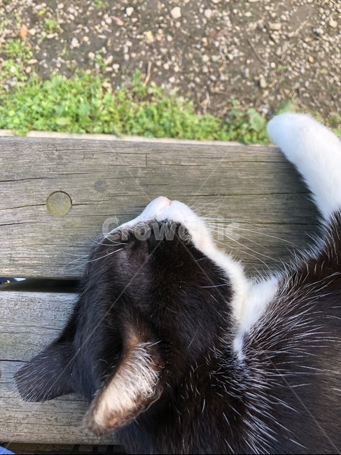 고양이,cat,허우통,잠,검정고양이,숙면,귀여움,cute