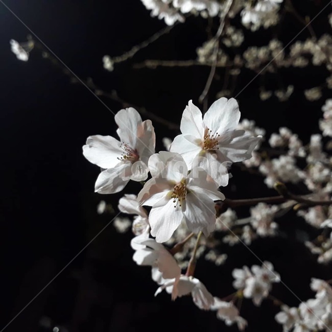 벚꽃,봄,밤,조명,꽃