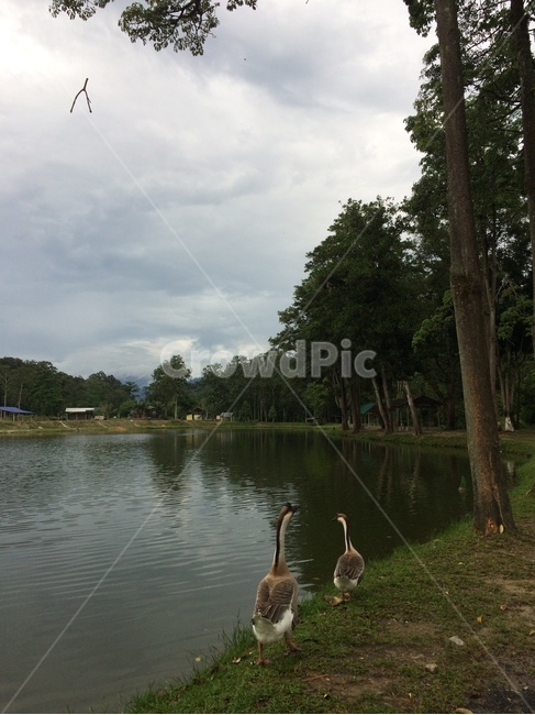 자연,nature,새,bird,outdoors