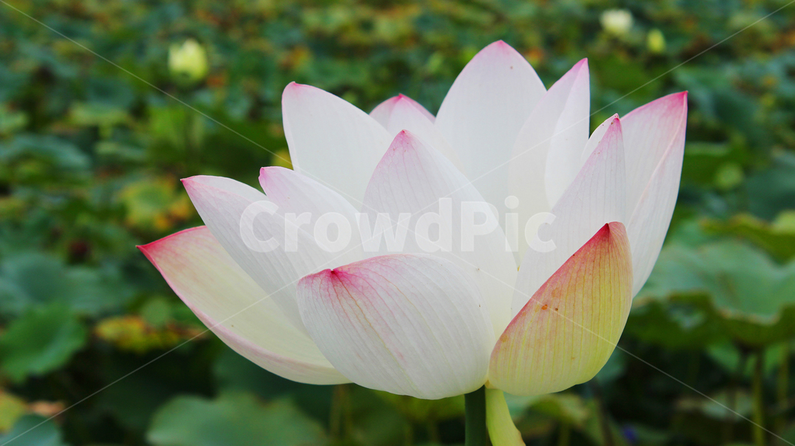 연꽃,여름꽃,자연,연못,꽃봉우리,꽃,식물,꽃봉오리,피어나다,연꽃한송이,한송이,꽃한송이,흰색꽃,큰꽃