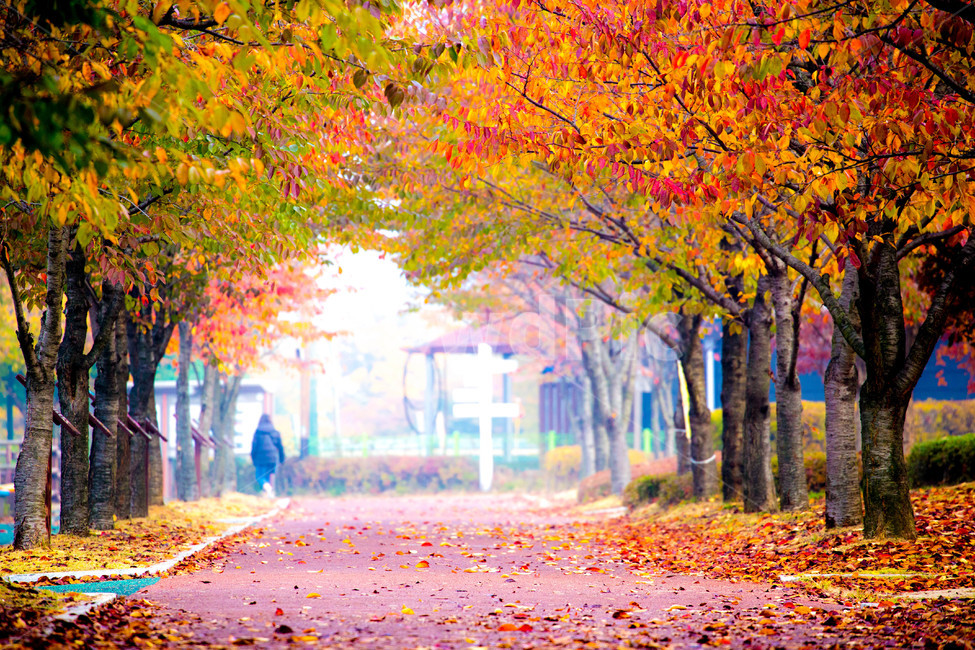 단풍,공원,가을,낙엽,풍경,가을,계절,fall,autumn,season,leaf,잎,plant,식물,tree,나무,maple