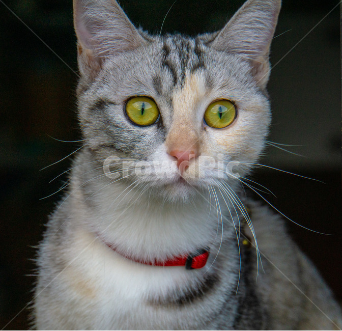 고양이,카리스마,cat,회식고양이,얼룩고양이,귀엽다,애완동물,애완고양이,동물,animal,포유류,mammal,고양이,cat,kitten,kitty