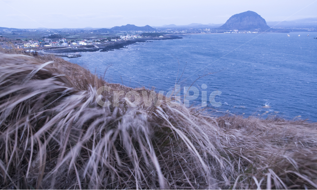 산,성산일출봉,갈대,제주,jeju,grass,lawn,자연,풍경,nature,landscape