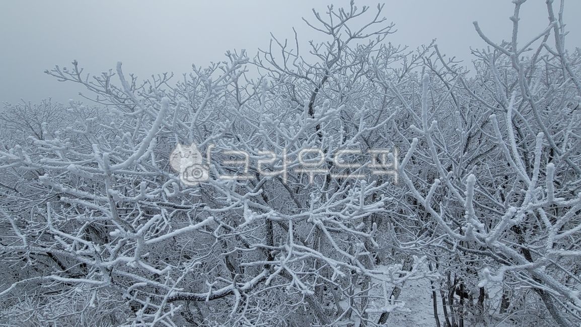 설산,눈산,겨울산,겨울,겨울풍경,눈풍경,눈,설경,겨울나무,은백색