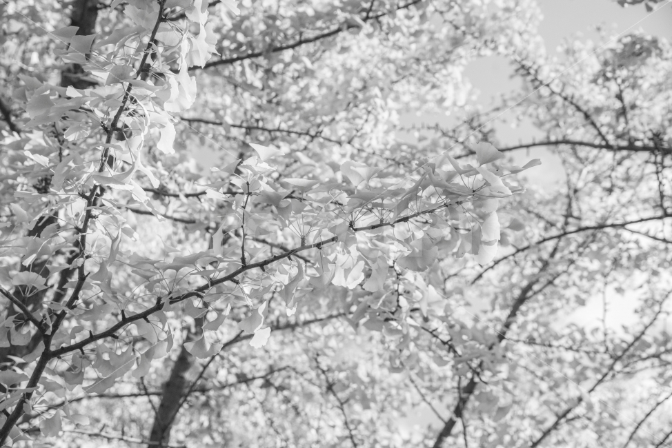 가을,흑백,풍경,은행,은행나무,가을,계절,fall,autumn,season,식물,자연,plants,nature,나무,trees,wood,흑백,모노톤,monochrome,black and white,outdoors,옥외,ice,빙