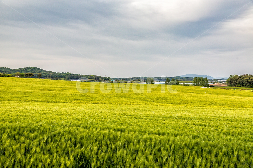 청보리,청보리밭,보리,풍경,landscape,고창청보리밭,봄