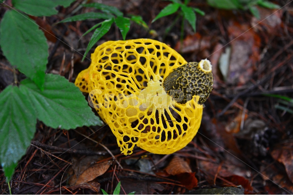 plant,식물,blossom,flower,꽃,망태버섯,노랑망태,노랑망태버섯,독버섯,버섯,노랑,버섯,mushroom