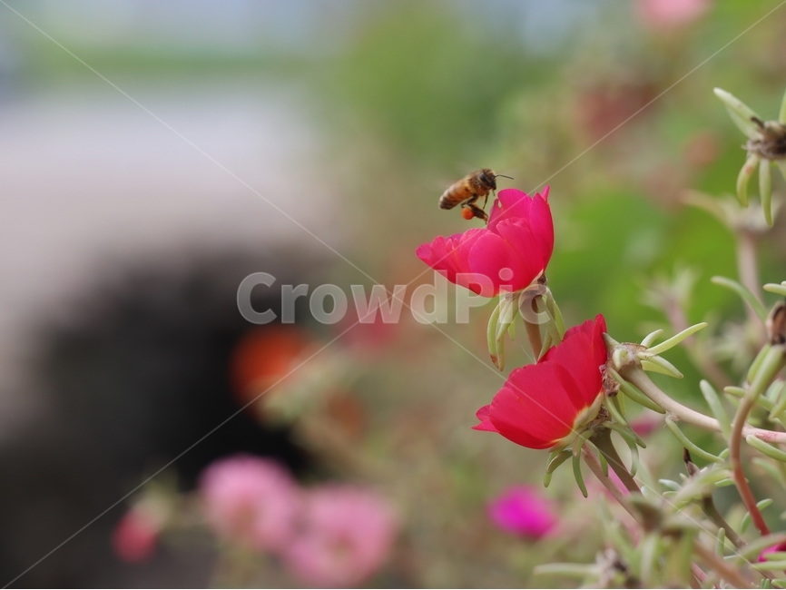 채송화,꿀벌,여름,마당,고향,식물,자연,plants,nature,꽃,flower,동물,animal,곤충,벌레,insect,bug