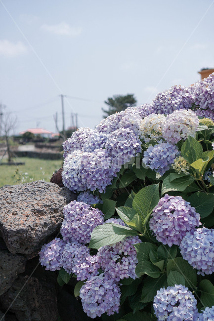 제주,제주도,수국,꽃,돌담,식물,자연,plants,nature,꽃,flower