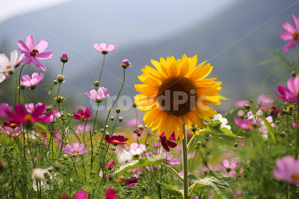 태백,해바라기축제,축제,힐링,코스모스,plant,꽃,식물,자연,plants,nature,꽃,flower