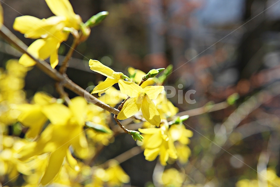 개나리,개나리꽃,꽃,노랑,봄꽃,봄,식물,자연,공원,식물,자연,plants,nature,꽃,flower