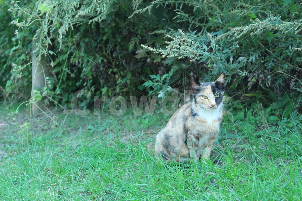 공원,자연,휴식,힐링,하늘공원,하늘,갈대,고양이,들고양이,길냥이,동물,animal,고양이,cat,kitten,kitty,포유류,mammal