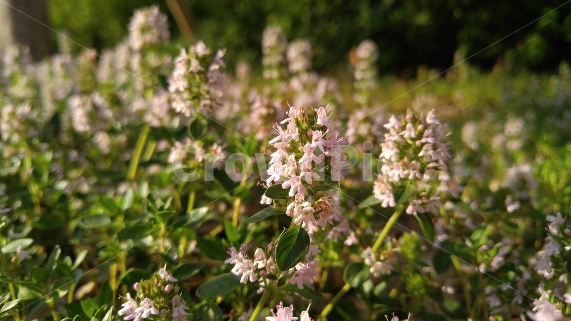 백리향,꽃,연분홍,식물,녹색,배경,감성,계절,flower,pink,flants,green,background,emotional,season