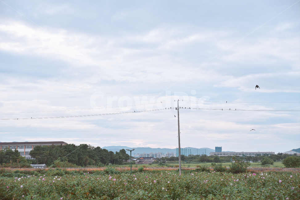 하늘,꽃,자연,풍경,새,경주,자연,풍경,nature,landscape