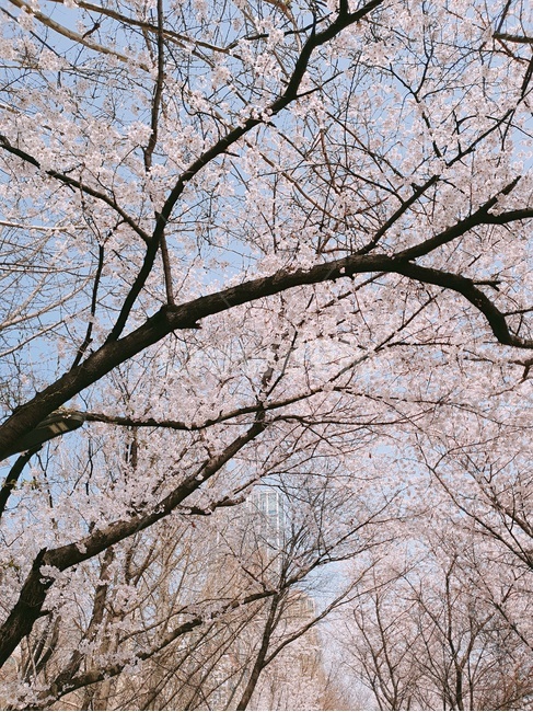 벚꽃,봄,꽃,꽃놀이,소풍,봄소풍,산책