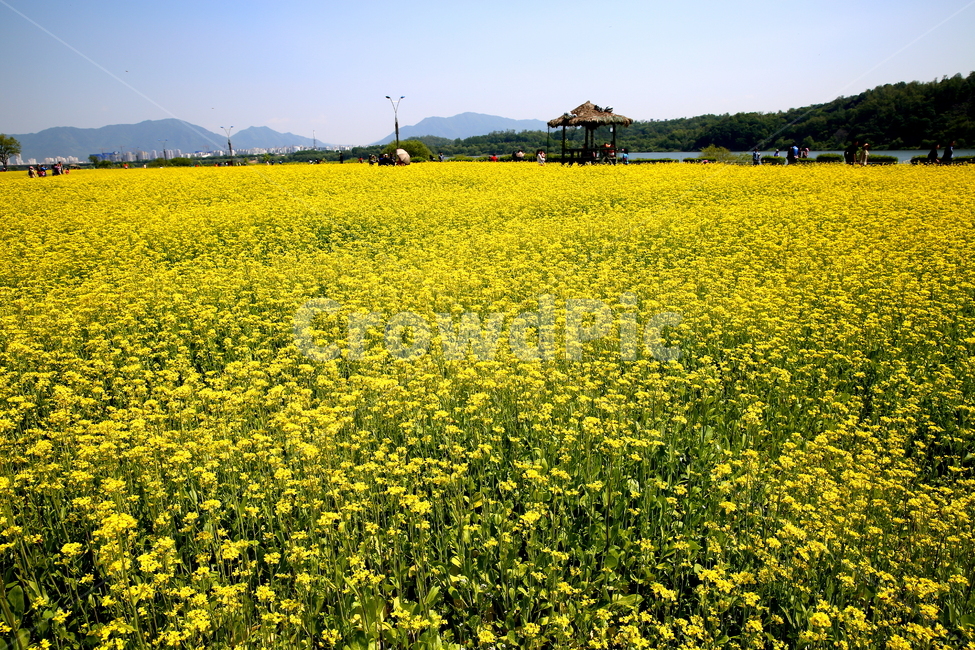 봄,꽃,유채꽃,삭물,풍경,봄,계절,spring,season,자연,풍경,nature,landscape,한국자연풍경,한국자연경관,korea nature landscape,grassland,목초지,field,들,outdoors,옥외,rural,농촌,farm,농장,meadow