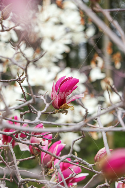 목련,꽃,flower,식물,자연,식물,자연,plants,nature,꽃,flower