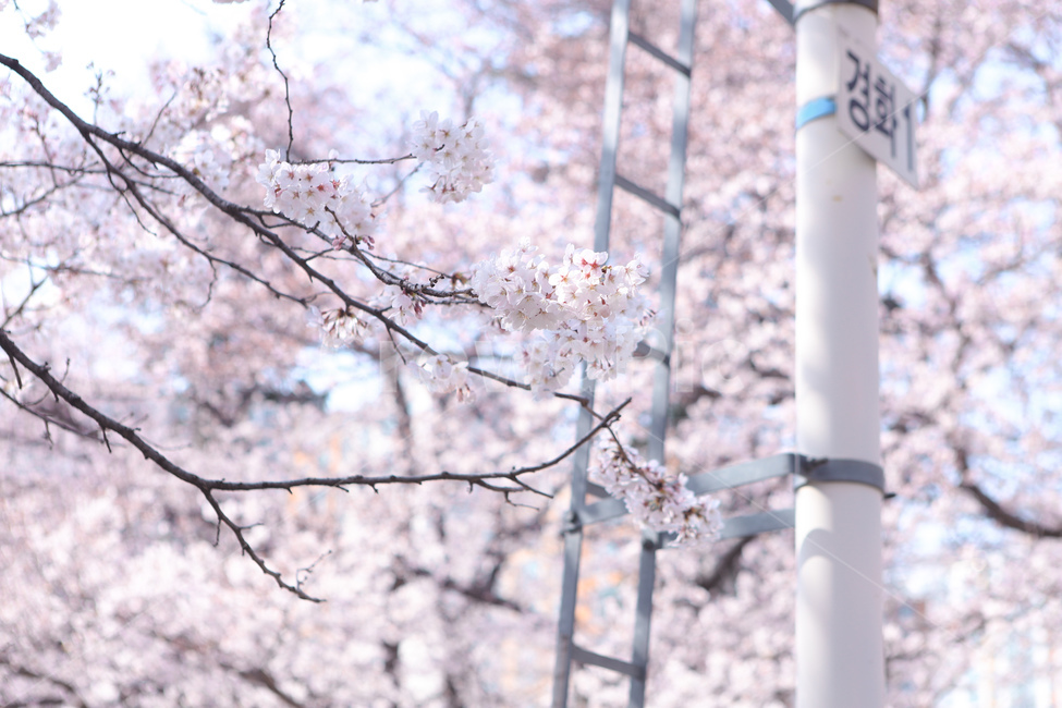 벚꽃,봄,경화역,푸른하늘,꽃,분홍,핑크,flower,blossom,plant,식물,봄,계절,spring,season
