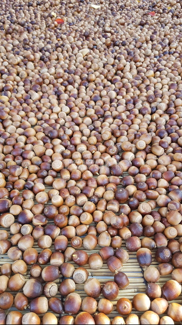식물,plant,도토리,가을,acorn,열매,과일,열매,fruit