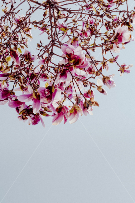 자목련,꽃,식물,자연,봄,목련,봄꽃,나무,flower,nature,magnolia,magnolialiliflora,spring,blossom,자주목련,봄,계절,spring,season,식물,자연,plants,nature,꽃,flower,plant,cherry blossom,벚꽃