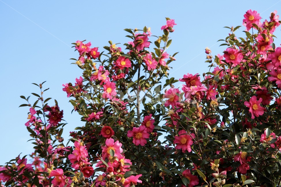 camellia,동백,동백꽃,꽃,flower,sky,하늘,구름,cloud,plant,식물,잎,leaf