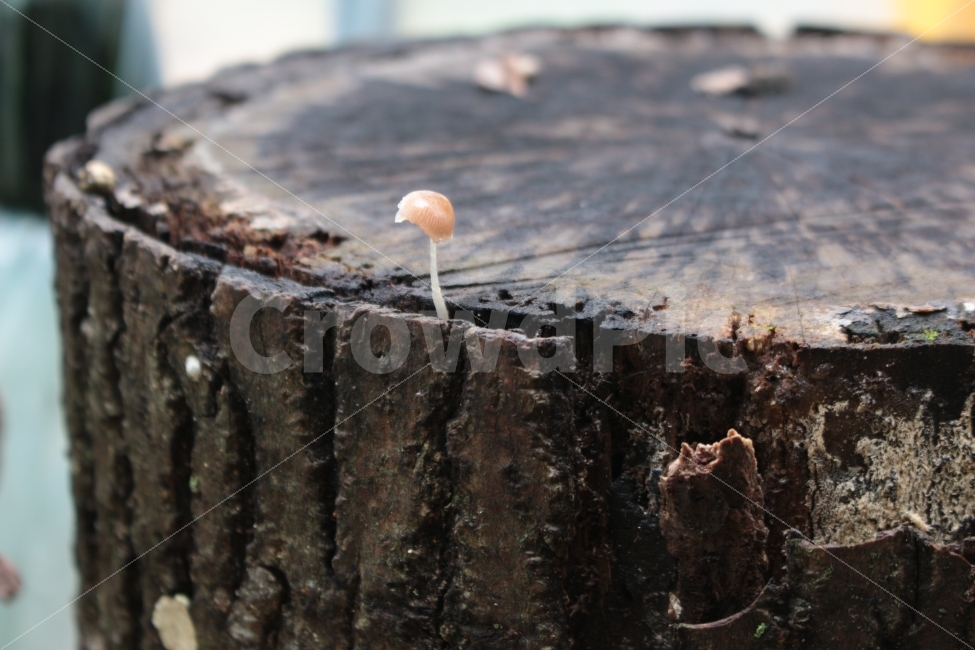 버섯,나무,작은버섯,식물,Mushroom,버섯,mushroom