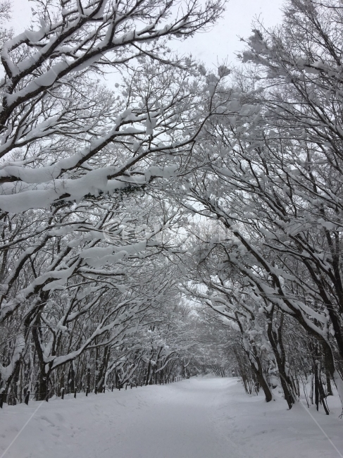 한라산,설경,눈,제주도,겨울,겨울,계절,winter,season,자연,풍경,nature,landscape,식물,plants,나무,trees,wood,outdoors,옥외,snow