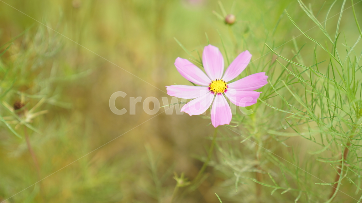 코스모스,꽃,자연,식물,계절,바탕화면,flower,nature