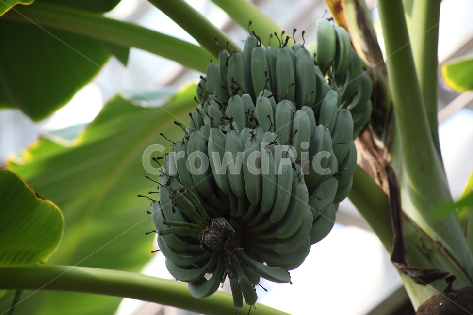 식물,바나나,열매,과일,banana,식물,자연,plants,nature,과일,열매,fruit