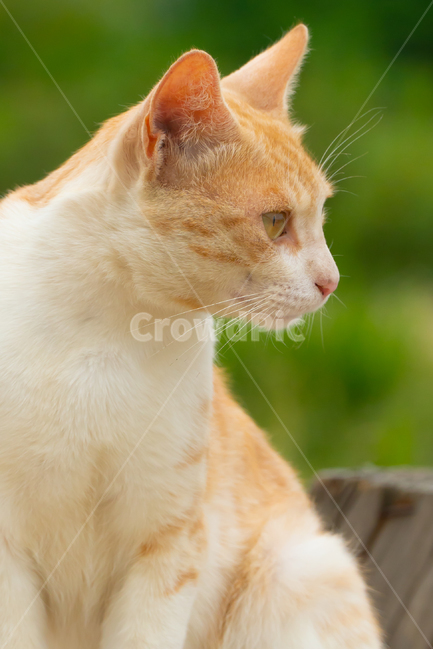 고양이,길고양이,길냥이,동물,애완동물,자연,생명,야생,야생동물,포유류,노랑이,얼룩이,애교,cat,kitty,kitten,neko,gato,streetcat,wildcat,wildanimal,cute,lovely,beauty,nature,pet,animal
