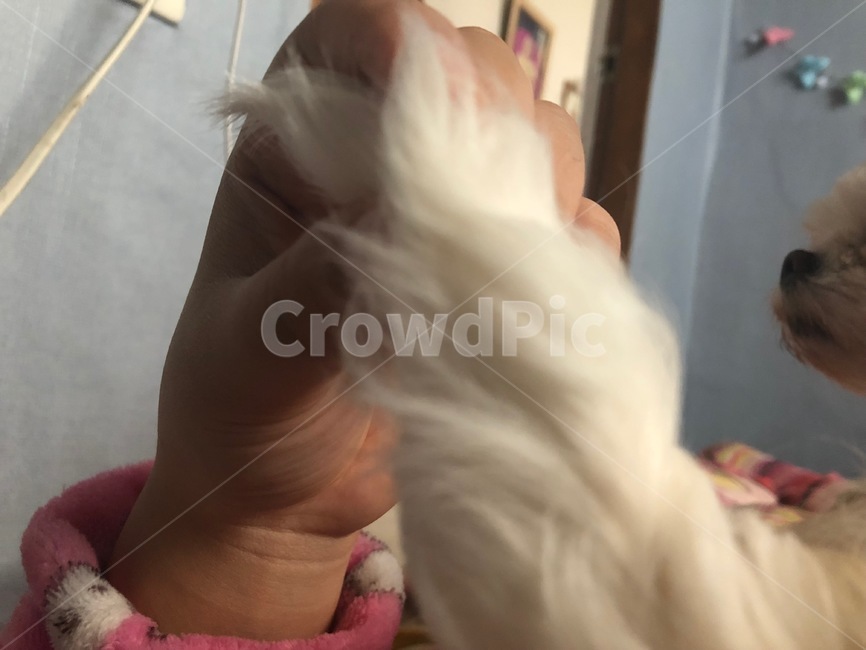 강아지,꼬리,말티즈,동물,개,dog