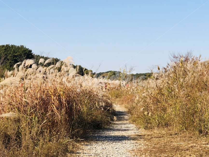 grass,plant,식물,lawn,잔디,가을느낌,갈대,가을,갈대밭,가을,계절,fall,autumn,season